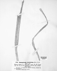 Physalospora scirpi image